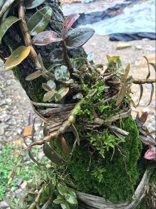 樹上種植鐵皮石斛 創新技術引領種植新風尚