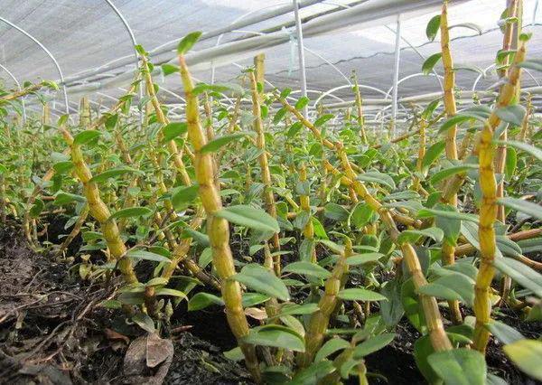 探秘香港寶芝林鐵皮石斛 仿野生種植五載精華，膠質濃纖維少口感與效果兼得