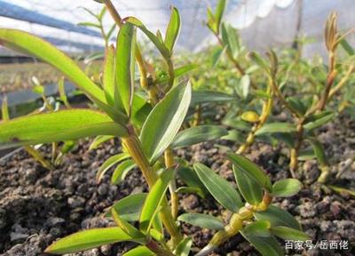 霍山特產大盤點 岳西人整理的二十多種地道風味與石斛種植，還原皖西珍寶的純粹魅力